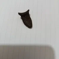 فروشی قیمت توافقی|کلکسیون اشیاء عتیقه|نی‌ریز, |دیوار