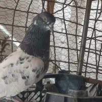 کبوتر پرشی|پرنده|ایرانشهر, |دیوار