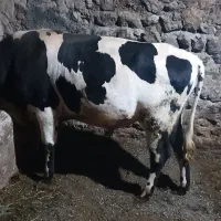 فروش گوساله نر