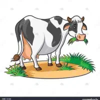 گوساله جنس اصلی