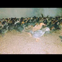 جوجه 20روزه بومی گلپایگانی و مشکی