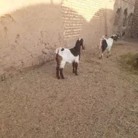 بره و بزغاله|حیوانات مزرعه|خلیل آباد, |دیوار