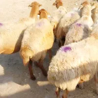 میش چاق بره نرینه فروش گوسفند زنده آگهی دارای فیلم|حیوانات مزرعه|مشهد, توس (بلوار توس)|دیوار