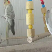 دو عدد پرنده عروس هلندی