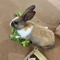 خرگوش بامزه