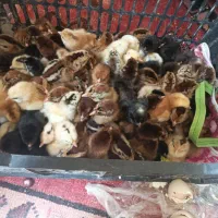 جوجه خرگوش ناز