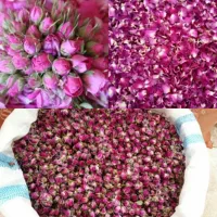 گل محمدی امسال