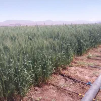 بذر گندم پیشگام تمیز|گل و گیاه طبیعی|محمدیه-قزوین, |دیوار