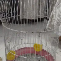 قفسه پرنده ۴۵۰هزار