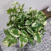 برگ انجیری برگ درشت|گل و گیاه طبیعی|رشت, تازه آباد|دیوار