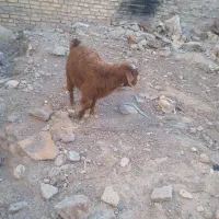 بزغاله اصل جنس نر