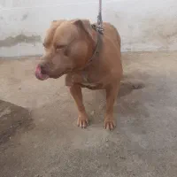 سگ پیتبول ۱۰ ماهه همه واکسنا زده شده قیمت توافقی|سگ|خرمآباد (تنکابن), |دیوار