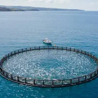 قفس ماهی سیباس