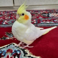 جفت عروس هلندی لوتینو مولد|پرنده|لنگرود, |دیوار