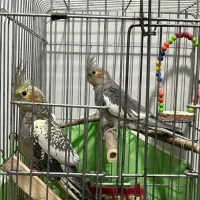 دوتا عروس هلندی