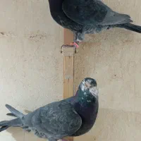 زاغ آلمانی قلدور نرپولکی نر جوجه پرشی ۳تاش ۱تومن|پرنده|مشهد, نیروی هوایی|دیوار