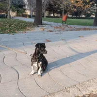 پاکوتاه 101 سینه خالدار