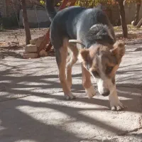 سک نگهبان نر|سگ|اراک, |دیوار