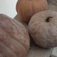 آردبرنج وکدوحلوایی