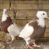 کبوتر طوقی ۱۷ عدد|پرنده|اصفهان, بوستان ناژوان|دیوار