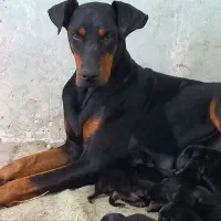 سگ دوبر من|سگ|لنگرود, |دیوار