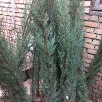 نهال پیوندی جهرم