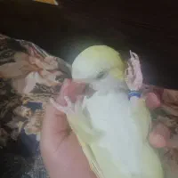 طوطی راهب کواکر کرمینو سخنگو|پرنده|تهران, افسریه شمالی|دیوار