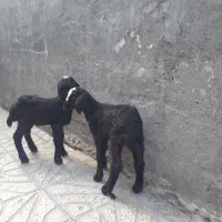 بره‌شیری‌دوقلو