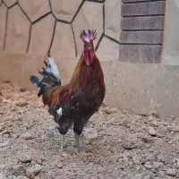 خروس دوتاج