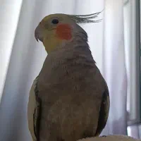 عروس هلندی گم شده