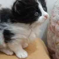گربه نژاد دار