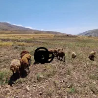 بره