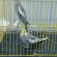 عروس هلندی نرو ماده|پرنده|لیسار, |دیوار