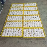 تخم غازمحلی نطفه دار