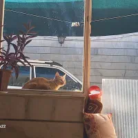 پراید مدل ۸۷دوگانه