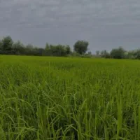 6700-متر-زمین-امل