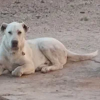 سگ پژدر ۸ماهه