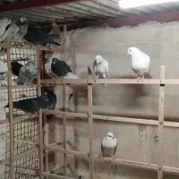 15تا نر کهنه کبوتر اسمون دیده