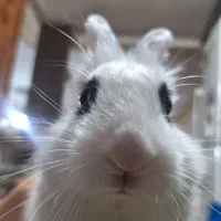 واگذاری خرگوش|موش و خرگوش|تبریز, |دیوار