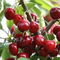 پیش فروش نهال گیلاس قرمز با چک معتبر