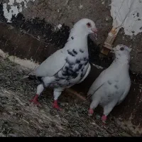 ۹تانرنابلد نرپر ضمانتی