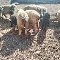 10عدد میش بختیاری با بره و ابستن|حیوانات مزرعه|کرمان, |دیوار