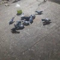 کبوتر المانی زاتدار موریس و جانسون