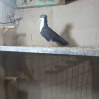 کرباتی سیاه