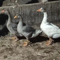 ۳عدد غاز جوون ۳ماهه