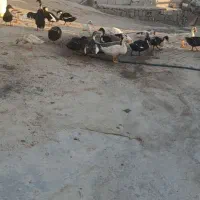 اوردک جفتی 600|حیوانات مزرعه|لنده, |دیوار