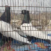 سینه ای یا سرتایی