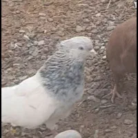 کله الماسی و کله سبز کلاهی