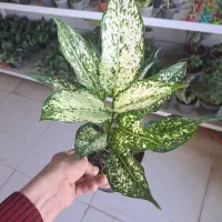 فروش انواع گل آپارتمانی و پیاز نرگس|گل و گیاه طبیعی|بیرجند, |دیوار