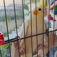 عروس هلندی سه ماهه